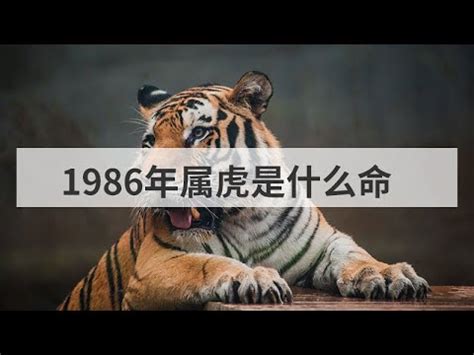 1986年虎|1986年屬虎是什麼命？最全虎命命相批註！